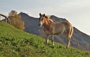 MONTE GIOCO (1366 m) colorato d鈥檃tunno, da Spettino di S. Pellegrino Terme la mattina del 25 ottobre 2020 - FOTOGALLERY